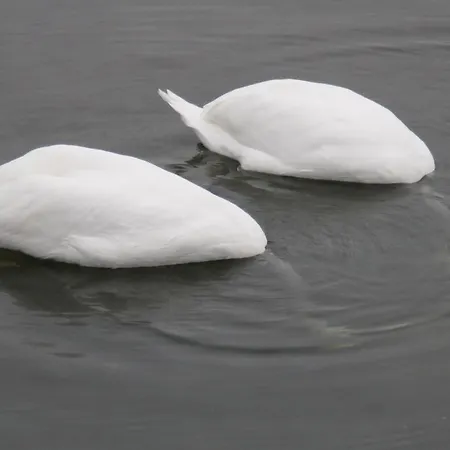 阿尔特兰德斯舒乐酒店 Langballig